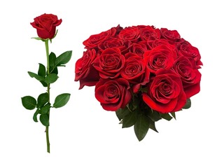 Roze 70 cm, sarkana, 1 gab (piegāde tikai Rīgā un Rīgas rajonā)